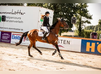 Hannoveriano, Caballo castrado, 9 años, 165 cm, Castaño