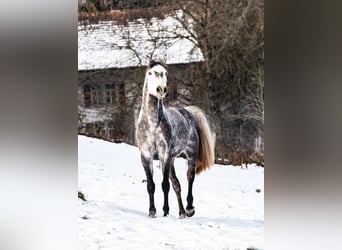 Hannoveriano, Caballo castrado, 9 años, 165 cm, Tordo