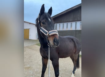 Hannoveriano, Caballo castrado, 9 años, 166 cm, Castaño oscuro