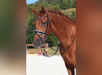 Hannoveriano, Caballo castrado, 9 años, 167 cm, Alazán