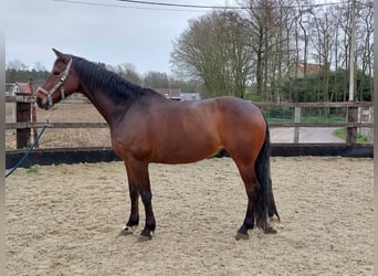 Hannoveriano, Caballo castrado, 9 años, 167 cm, Castaño
