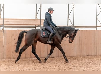 Hannoveriano, Caballo castrado, 9 años, 167 cm, Castaño rojizo