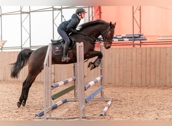 Hannoveriano, Caballo castrado, 9 años, 167 cm, Castaño rojizo