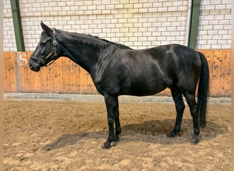 Hannoveriano, Caballo castrado, 9 años, 167 cm, Negro