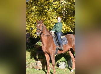 Hannoveriano, Caballo castrado, 9 años, 168 cm, Alazán