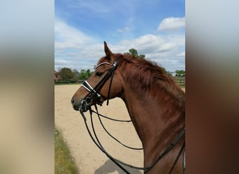 Hannoveriano, Caballo castrado, 9 años, 168 cm, Alazán