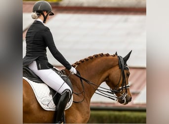 Hannoveriano, Caballo castrado, 9 años, 168 cm, Alazán