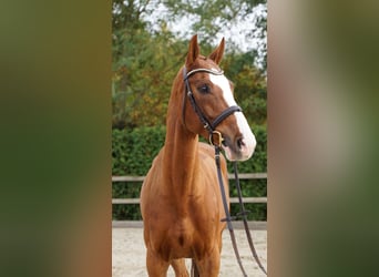 Hannoveriano, Caballo castrado, 9 años, 168 cm, Alazán