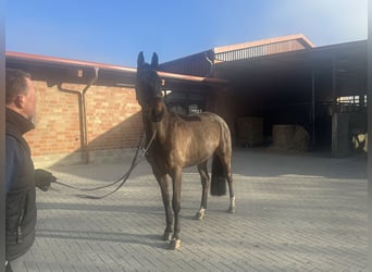 Hannoveriano, Caballo castrado, 9 años, 168 cm, Castaño oscuro