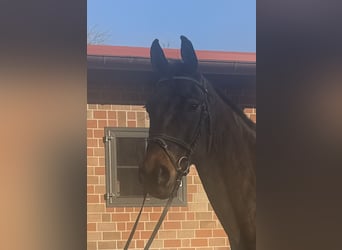 Hannoveriano, Caballo castrado, 9 años, 168 cm, Castaño oscuro