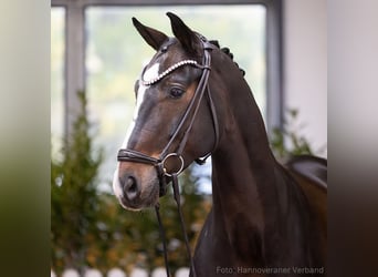 Hannoveriano, Caballo castrado, 9 años, 168 cm, Morcillo