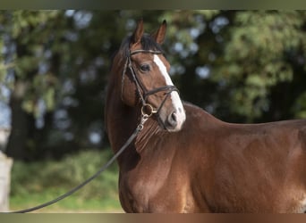 Hannoveriano, Caballo castrado, 9 años, 169 cm, Castaño rojizo