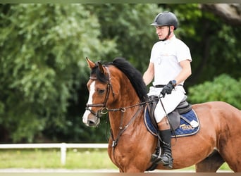 Hannoveriano, Caballo castrado, 9 años, 169 cm, Castaño rojizo