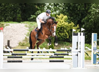 Hannoveriano, Caballo castrado, 9 años, 169 cm, Castaño rojizo