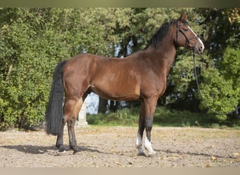 Hannoveriano, Caballo castrado, 9 años, 169 cm, Castaño rojizo