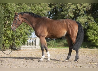 Hannoveriano, Caballo castrado, 9 años, 169 cm, Castaño rojizo