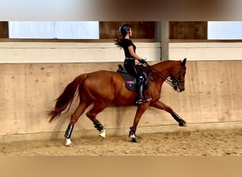 Hannoveriano, Caballo castrado, 9 años, 170 cm, Alazán