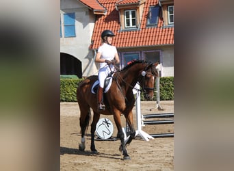 Hannoveriano, Caballo castrado, 9 años, 170 cm, Castaño