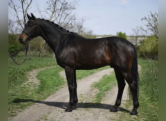 Hannoveriano, Caballo castrado, 9 años, 170 cm, Castaño