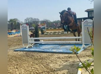 Hannoveriano, Caballo castrado, 9 años, 170 cm, Castaño
