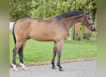 Hannoveriano, Caballo castrado, 9 años, 170 cm, Castaño