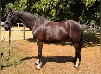 Hannoveriano, Caballo castrado, 9 años, 170 cm, Negro