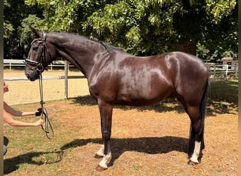 Hannoveriano, Caballo castrado, 9 años, 170 cm, Negro