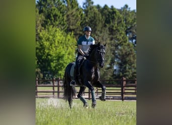 Hannoveriano, Caballo castrado, 9 años, 171 cm