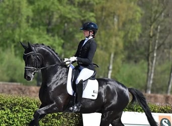 Hannoveriano, Caballo castrado, 9 años, 171 cm