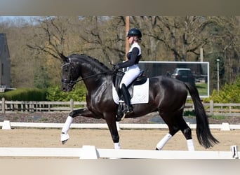 Hannoveriano, Caballo castrado, 9 años, 171 cm, Negro
