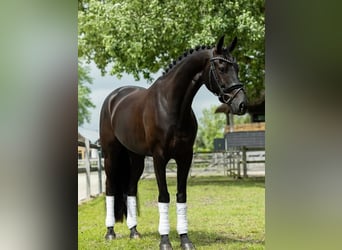 Hannoveriano, Caballo castrado, 9 años, 171 cm, Negro