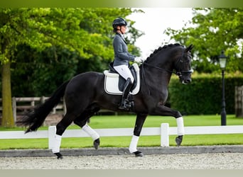 Hannoveriano, Caballo castrado, 9 años, 172 cm