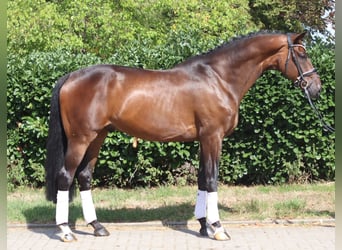 Hannoveriano, Caballo castrado, 9 años, 172 cm, Castaño
