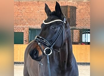 Hannoveriano, Caballo castrado, 9 años, 172 cm, Castaño
