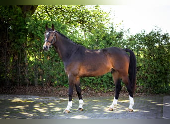 Hannoveriano, Caballo castrado, 9 años, 172 cm, Castaño oscuro