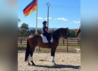 Hannoveriano, Caballo castrado, 9 años, 172 cm, Castaño oscuro