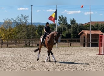 Hannoveriano, Caballo castrado, 9 años, 172 cm, Castaño oscuro