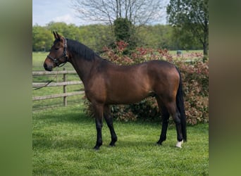 Hannoveriano, Caballo castrado, 9 años, 172 cm, Castaño oscuro