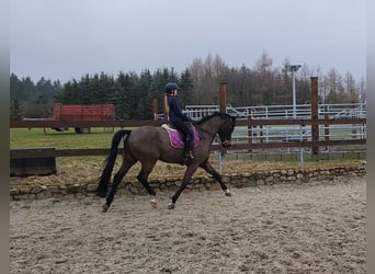 Hannoveriano, Caballo castrado, 9 años, 172 cm, Morcillo