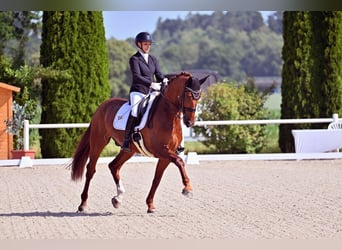 Hannoveriano, Caballo castrado, 9 años, 173 cm, Alazán