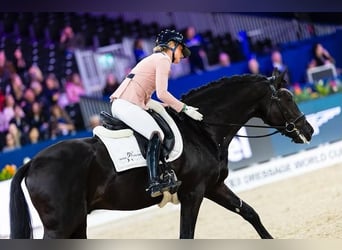 Hannoveriano, Caballo castrado, 9 años, 173 cm