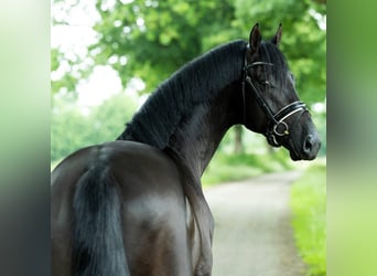 Hannoveriano, Caballo castrado, 9 años, 173 cm