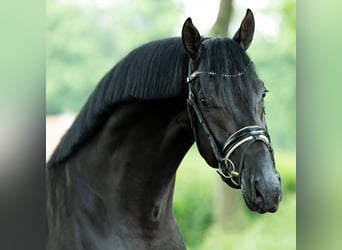 Hannoveriano, Caballo castrado, 9 años, 173 cm