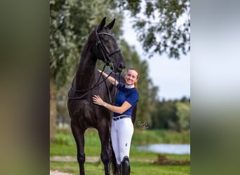Hannoveriano, Caballo castrado, 9 años, 173 cm