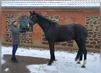Hannoveriano, Caballo castrado, 9 años, 173 cm, Castaño