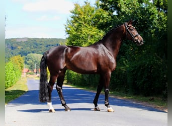 Hannoveriano, Caballo castrado, 9 años, 173 cm, Morcillo
