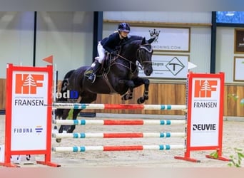 Hannoveriano, Caballo castrado, 9 años, 173 cm, Negro