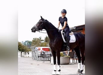 Hannoveriano, Caballo castrado, 9 años, 173 cm, Negro