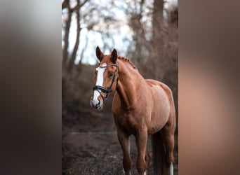 Hannoveriano, Caballo castrado, 9 años, 174 cm, Alazán