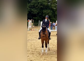 Hannoveriano, Caballo castrado, 9 años, 174 cm, Castaño
